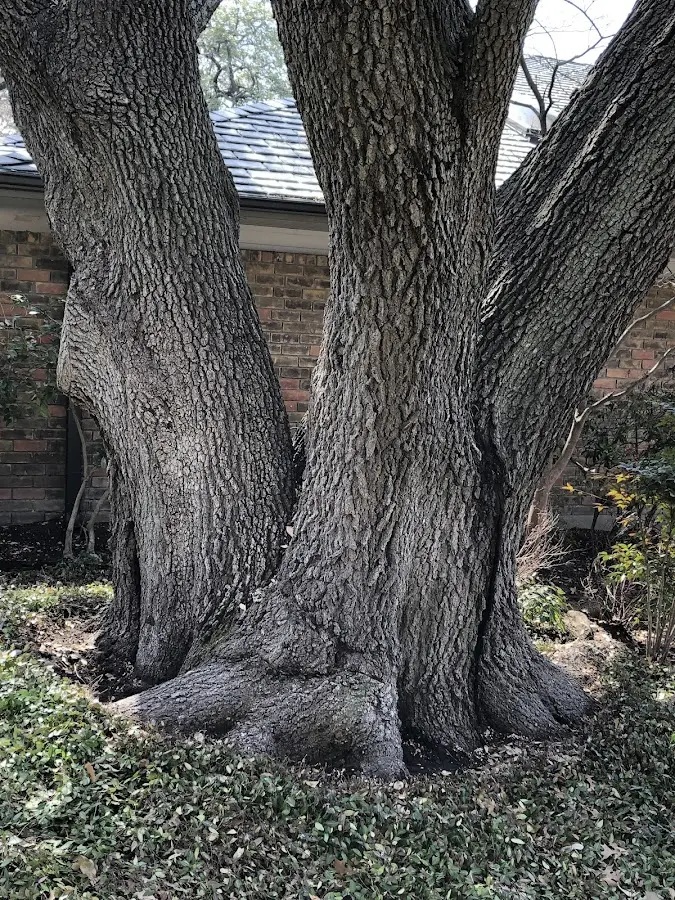 Mature heritage tree close to a Fairfield property cared for by certified arborists